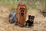 YORKSHIRE TERRIER 474